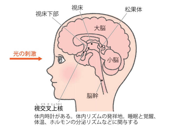 朝型 夜型 は遺伝子で決まる 開拓進む睡眠研究の今 Emira