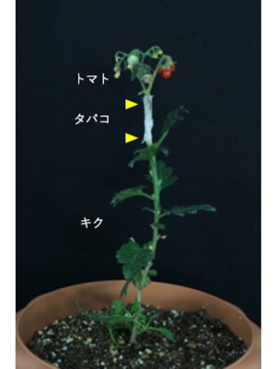 接木 ゲノム編集の新技術 種苗から農業を変える 新種開発 品種改良 の今 Emira